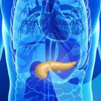 pancreas detail